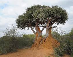 Image result for Boscia matabelensis