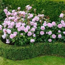 43 Beautiful Flower Garden Ideas For Your Home Flowergarden Gardendecor Gardendecorideas Rose Garden Design Flower Garden Design Roses Garden Care