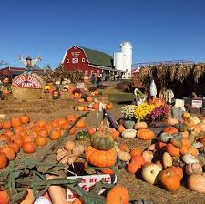 Petfinder has helped more than 25 million pets find their families through adoption. 36 Best Pumpkin Farms Near Me 2020 Pumpkin Picking Near Me
