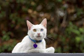 100s Of Unique And Uncommon Cat Names For 2021 Petplace