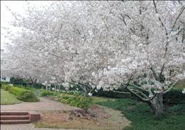 Berdasarkan namanya sakura merupakan berasal dari kata saku yang memiliki arti mekar sedangkan ra adalah sebuah kata akhiran yang berbentuk jamak. Musim Sakura Di Jepun Melancong Ke Jepun