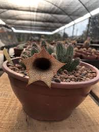 Image result for Tavaresia