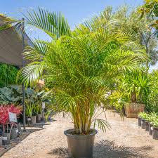 Image result for Dypsis lutescens