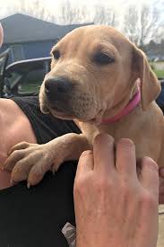 We also provide a listing of other labs available for adoption from individuals or shelters. 7 Perfect Puppies To Adopt Now In Charlotte
