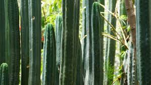 San pedro can also be taken from a. What Is San Pedro Safe Legal San Pedro Retreats Shamanic Space