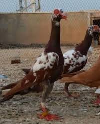 Salih Adli Kullanicinin Middle East Pigeons Panosundaki Pin Guzel Kuslar Kus