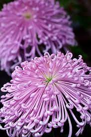 Pin On Beautiful Flowers Flutterbys