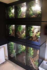 Ca Tokay Room Reptile Room Reptile Enclosure Reptile Habitat