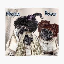 Hocus Pugus