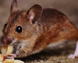 Las vegas pest control is going to protect your home from all the pigeons, bed bugs, spiders, scorpions and cockroaches that get into the house. Home Buddy S Pest Control