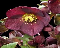 These plants will often push their flowers up through the snow. Beautiful Upward Facing Flowers Extremely Vigorous Plant With Unsurpassed Flower Count Even At Very Young Age Currently There Is Lenten Rose Snow Rose Rose