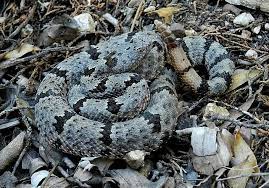 Banded Rock Rattlesnake Crotalus Lepidus Klauberi Cute Snake Reptiles Rattlesnake