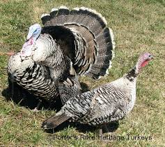 Birds That Look Like Turkeys Narragansett Turkey Breeds Raising Turkeys Turkey Farm