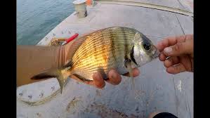 Marmara Da Lrf Takimi Ile Kopek Baligi Avi Sharks On Lrf Tackle Youtube