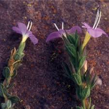 Image result for Stemodiopsis glandulosa