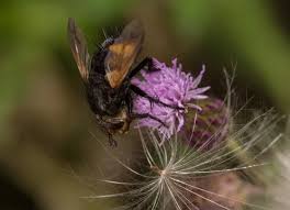 We did not find results for: Nowickia Ferox Tachinid Fly Stock Photo Adobe Stock