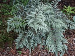 31 & 1 cashiers rotary show, village green, cashiers, nc. Athyrium Niponicum Var Pictum Black Lady Fern Japanese Black Lady Fern Japanese Painted Fern Oriental Ladyfern North Carolina Extension Gardener Plant Toolbox