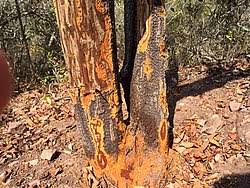 Image result for Brackenridgea zanguebarica