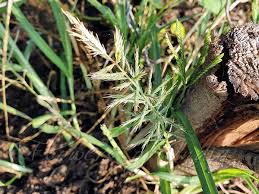 Image result for Dinebra caudata