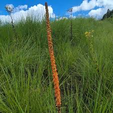 Image result for Dasylepis racemosa