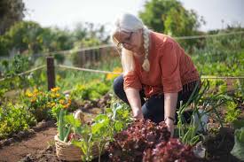 4 tomato growing tips for growing tasty tomatoes. Best Drip Irrigation System For A Vegetable Garden Garden Gear Shop