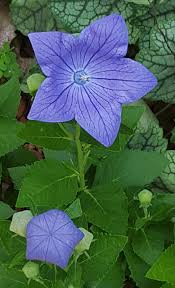 Also referred to as the chinese bellflower, the japanese bellflower, or the platycodon. Balloon Flower Plant Leaves Balloon Flowers Plants