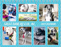 Check spelling or type a new query. Great Dane Rescue Home
