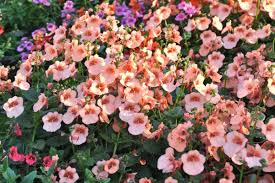 Image result for Diascia