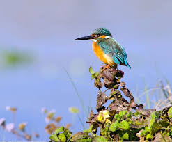Bird Watching Tour Wildlife Safari Tour In Nepal Chitwan Jungle Safari Nepal Trekking Wildlife Safari Outdoor Adventure Activities