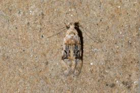 Image result for Altenia scriptella