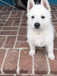 Purple Girl A Female Ukc White Shepherd Puppy For Sale In California Find Cute White Shepherd Puppies And Responsi Puppies For Sale Puppies Shepherd Puppies