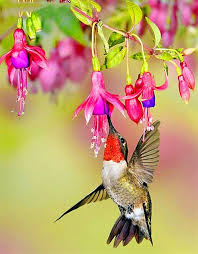 Beautiful Flowers With Hummingbird Birds Paint By Number Numeral Paint I love flowers and birds. beautiful flowers with hummingbird birds paint by number