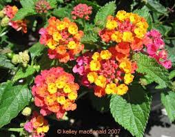 Lantana Sunrise Rose Lantana Flower Pots Bloom Where Youre Planted