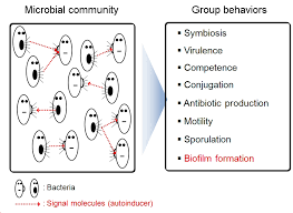 Image result for quorum sensing