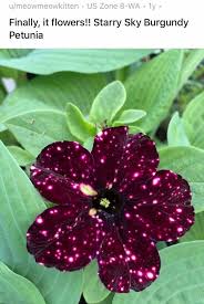We did not find results for: Plants That Look Like They Re From An Alien Planet
