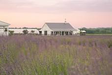 4th Annual DE Lavender & Lambs Festival