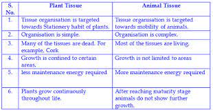 A major difference between the plant cell and animal cells is that animal cells are round in shape whereas plant cells have a rectangular shape. Are Animal Or Plant Tissue Cultures The Same Quora