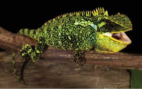 Image result for Dolichos pseudocajanus