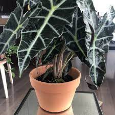 Alocasia Polly Amazon Sheild African Mask Live Plant 6 Etsy Plants Live Plants Indoor Plants