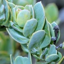 Image result for Osyris compressa