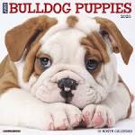 English Bulldog Dogs and Puppies for sale in the UK ...