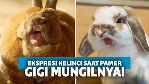 Kelinci hias adalah salah satu dari beberapa jenis kelinci kelinci hias ini biasa digunakan hanya untuk hewan peliharaan atau untuk di lombakan. 15 Ekspresi Kelinci Saat Pamer Giginya Ini Malah Bikin Ngeri