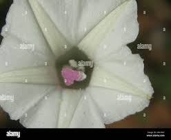 Image result for Ipomoea coptica