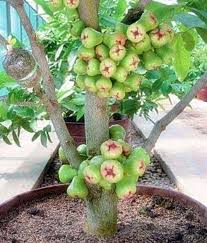 Bibit tanaman buah kesemek benih pohon di dalam pot tabulampot. Tanaman Buah Buahan Dalam Pot Bibit Online