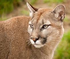 Pin On Cougar