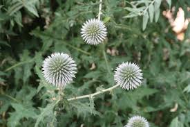 Yarrow (achillea millefolium) is a hardy perennial plant that is drought tolerant and does well in utah gardens. Mystery Plants From Salt Lake City Utah This Week