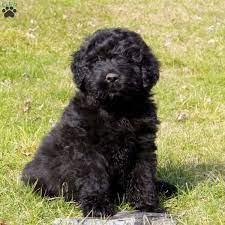 Their coat is practically currently, we do not have any bouvier des flandres puppies available , but these breeds may. Baxter Bouvier Des Flandres Puppy For Sale In Pennsylvania