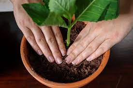 27 Garden Plants You Can Easily Propagate From Cuttings