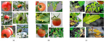 Meet 5 of the best tomatoes for container gardening. Applied Sciences Free Full Text A Comparative Study Of Deep Cnn In Forecasting And Classifying The Macronutrient Deficiencies On Development Of Tomato Plant Html