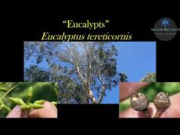 Image result for Eucalyptus tereticornis